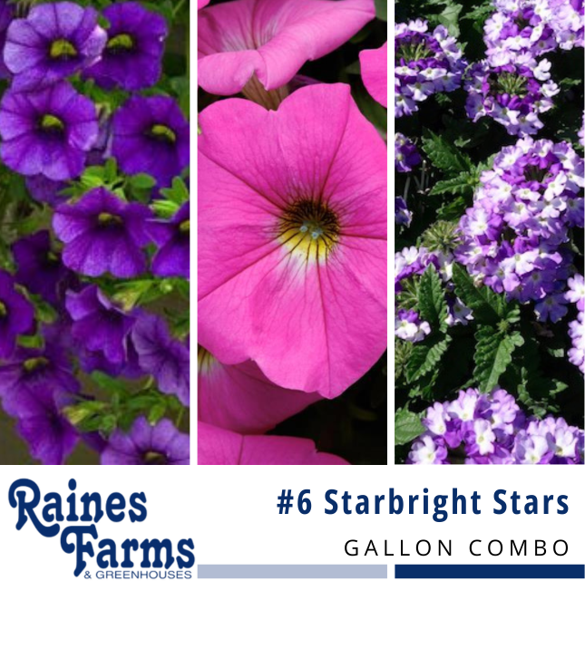 #6: Starbright Stars Gallon Combo Pot